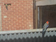 Platycercus elegans × eximius
