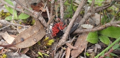 Nicodamidae