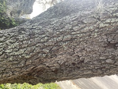 Myelochroa aurulenta