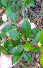 Lyonia ferruginea