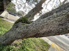 Myelochroa aurulenta