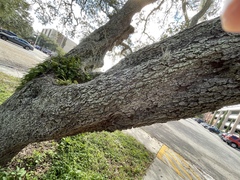 Myelochroa aurulenta