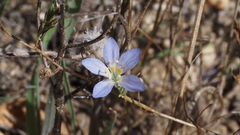 Eriastrum sapphirinum sapphirinum