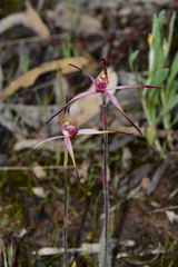 Caladenia versicolor