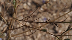 Eriastrum sapphirinum sapphirinum
