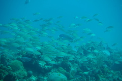 Sparisoma chrysopterum