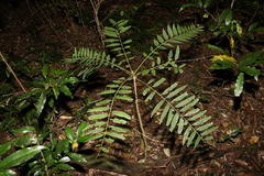 Ailanthus triphysa