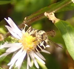 Cnemidandrena