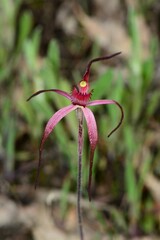 Caladenia versicolor