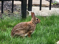 Sylvilagus floridanus