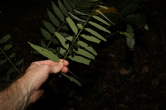 Ailanthus triphysa