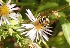Cnemidandrena