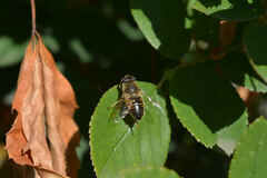 Eristalis tenax