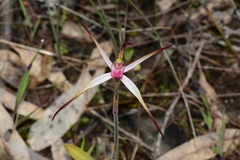 Caladenia versicolor