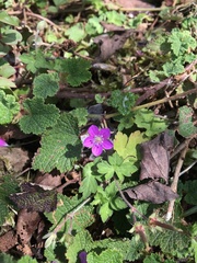 Geranium nepalense