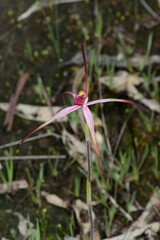 Caladenia versicolor