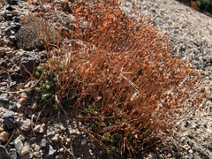 Saxifraga bronchialis