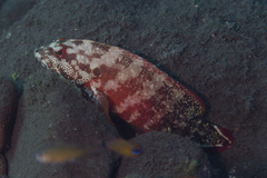 Cephalopholis urodeta