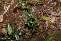 Psychotria daphnoides