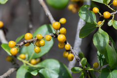 Denhamia bilocularis