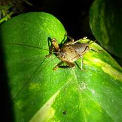 Nesoecia