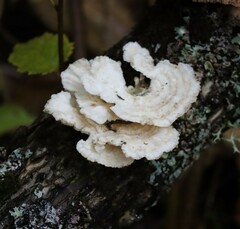 Trametes conchifer