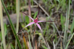 Caladenia versicolor