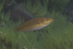 Stethojulis interrupta