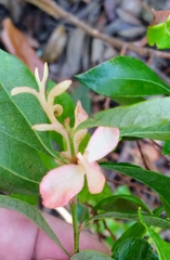 Exobasidium vaccinii