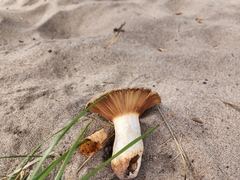 Russula ventricosipes