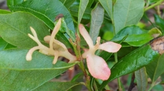 Exobasidium vaccinii