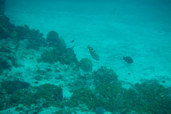 Halichoeres radiatus