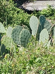 Opuntia tunoidea
