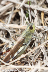 Chorthippus binotatus