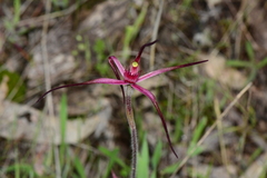 Caladenia versicolor