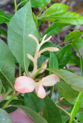 Exobasidium vaccinii