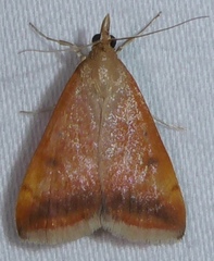 Pyrausta socialis