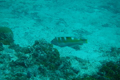 Halichoeres radiatus