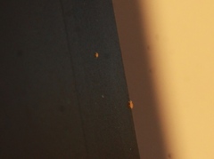 Acariformes