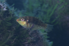 Halichoeres nebulosus