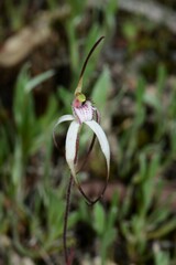 Caladenia versicolor
