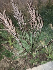 Rumex crispus