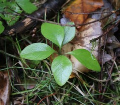 Polygaloides paucifolia