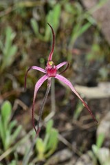 Caladenia versicolor