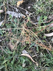 Lythrum hyssopifolia