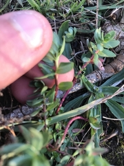 Lythrum hyssopifolia