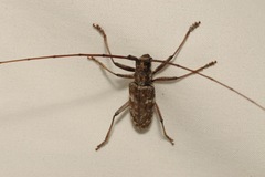 Monochamus