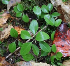 Polygaloides paucifolia