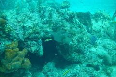 Lactophrys bicaudalis