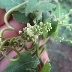 Cardiospermum grandiflorum